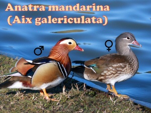 anatra